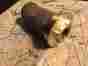 A3568 Continental A50 A65 85 90 0200 Oil Screen Assymbly P N