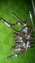 Cr3243-6-03 Cr3243-4-03 Ea 47 Unsealed Max Cherry Rivets